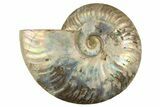 Silver Iridescent Ammonite (Cleoniceras) Fossil - Madagascar #323462-1